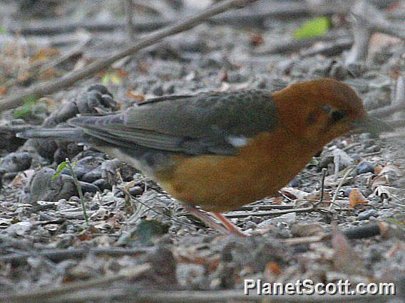 Orange-headed Thrush (Geokichla citrina)