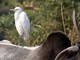 Eastern Cattle Egret (Bubulcus coromandus) 