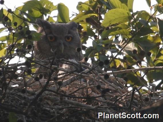 Dusky Eagle-Owl (Ketupa coromanda)