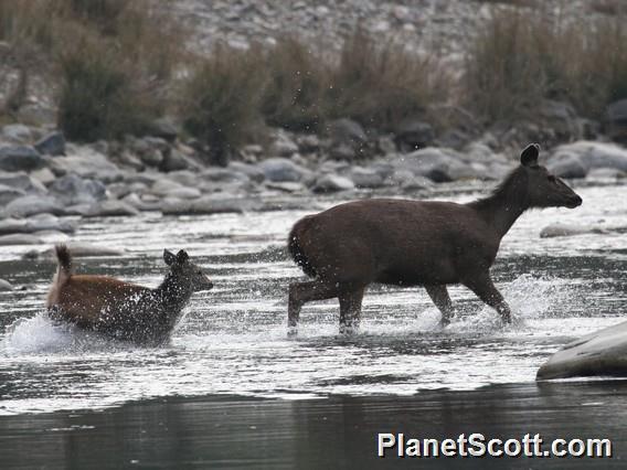 Sambar (Cervus unicolor)