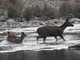 sambar (Cervus unicolor) 