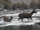 sambar (Cervus unicolor)
