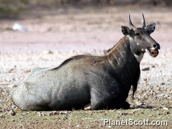 Nilgai (Boselaphus tragocamelus)