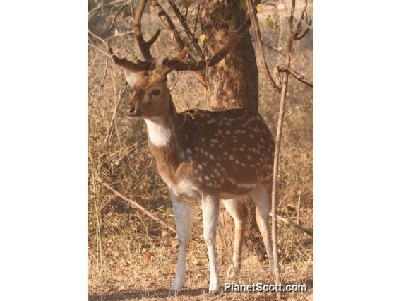 Chital (Axis axis)