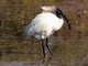 Black-headed Ibis (Threskiornis melanocephalus) 