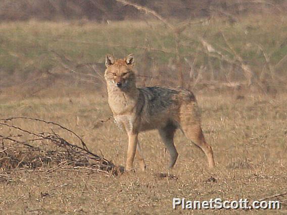 Golden Jackal (Canis aureus)