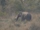 Asiatic elephant (Elephas maximus) Male