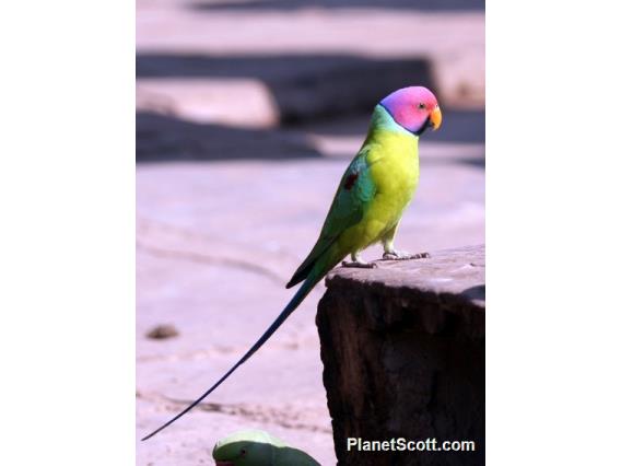 Plum-headed Parakeet (Psittacula cyanocephala)