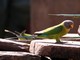 Plum-headed Parakeet (Psittacula cyanocephala) Female