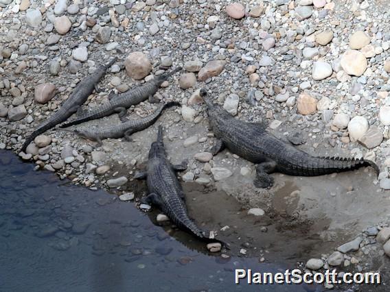 Gharial (Gavialis gangeticus)