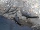 Gharial (Gavialis gangeticus)