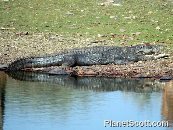 Indian Swamp Crocodile (Crocodylus palustris)