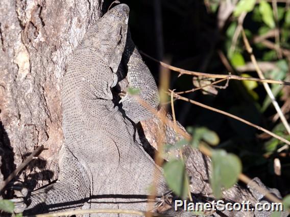 Indian Monitor Lizard (Varanus bengalensis)