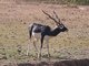 Blackbuck (Antilope cervicapra)
