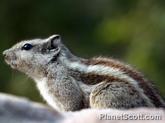 Five-striped Palm Squirrel (Funambulus pennantii)