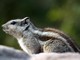 Five-striped Palm Squirrel (Funambulus pennantii) 