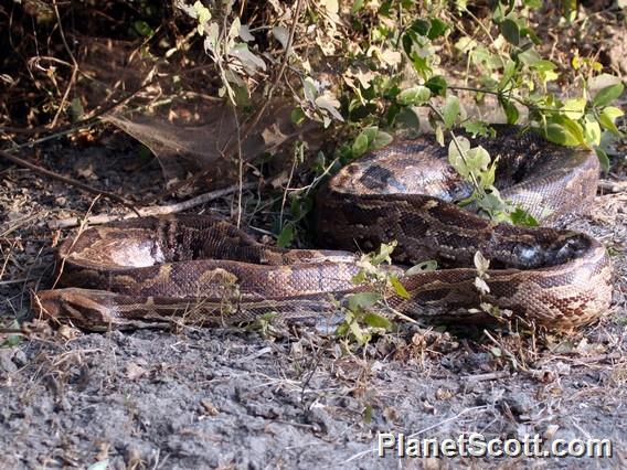 Asian Rock Python (Python molurus)