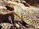 Checkered Keelback Snake (Xenochrophis piscator)