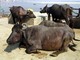 water buffalo (Bubalus bubalis) 