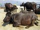 water buffalo (Bubalus bubalis)