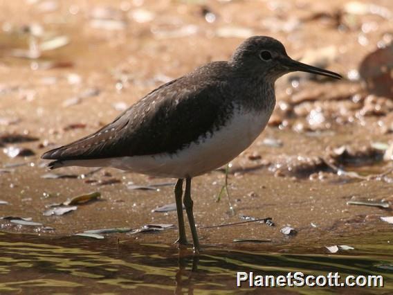 Green Sandpiper (Tringa ochropus)