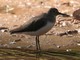 Green Sandpiper (Tringa ochropus) 