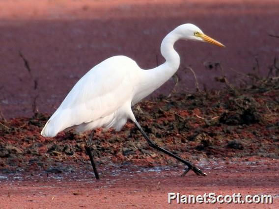 Medium Egret (Ardea intermedia)