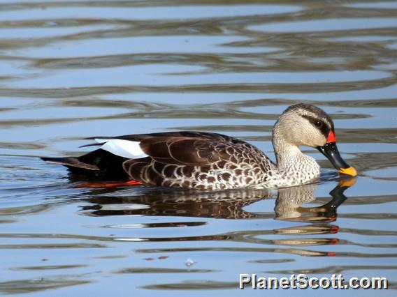 Indian Spot-billed Duck (Anas poecilorhyncha)