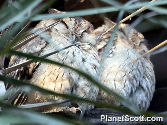 Indian Scops-Owl (Otus bakkamoena)