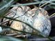 Collared Scops-Owl (Otus bakkamoena)