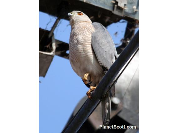 Shikra (Tachyspiza badia)