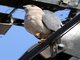 Shikra (Accipiter badius)