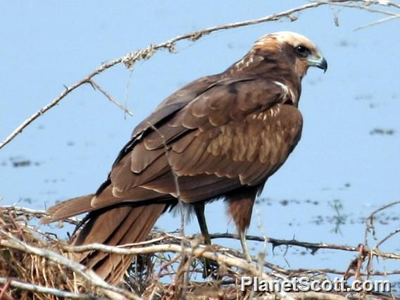 Eurasian Marsh-Harrier (Circus aeruginosus)