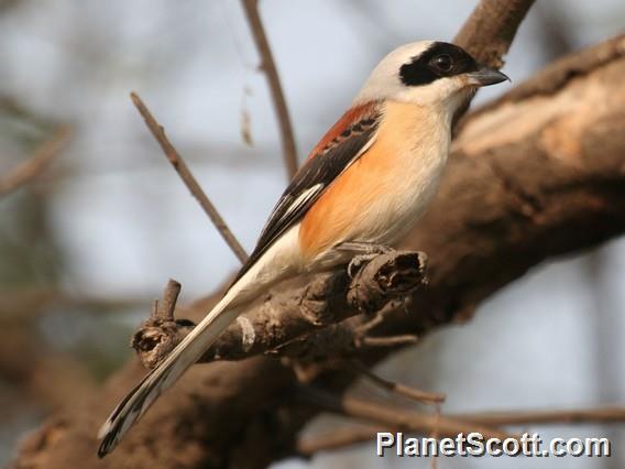 Bay-backed Shrike (Lanius vittatus)