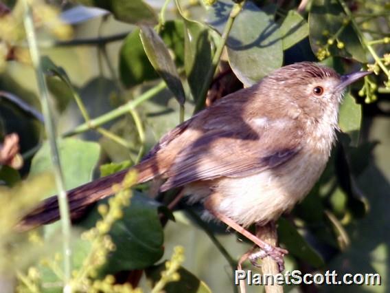 Plain Prinia (Prinia inornata)