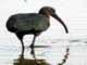 Glossy Ibis (Plegadis falcinellus) 