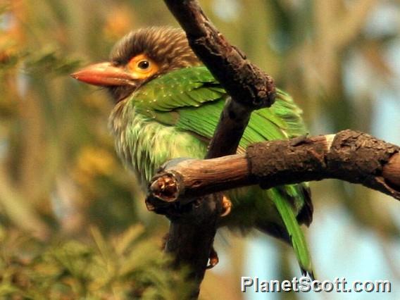 Brown-headed Barbet (Psilopogon zeylanicus)