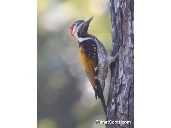 Black-rumped Flameback (Dinopium benghalense)