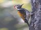 Black-rumped Flameback (Dinopium benghalense)