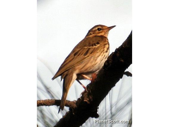 Olive-backed Pipit (Anthus hodgsoni)