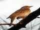 Olive-backed Pipit (Anthus hodgsoni)