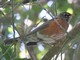 American Robin (Turdus migratorius) 