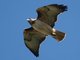 Red-tailed Hawk (Buteo jamaicensis)