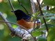 White-rumped Shama (Copsychus malabaricus) 