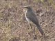 Grey Wagtail (Motacilla cinerea)