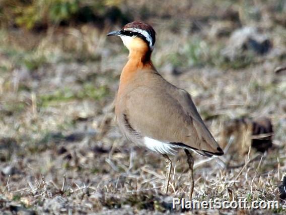 Indian Courser (Cursorius coromandelicus)