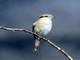 Isabelline Shrike (Lanius isabellinus) 