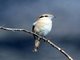 Isabelline Shrike (Lanius isabellinus)