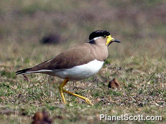 Yellow-wattled Lapwing (Vanellus malabaricus)