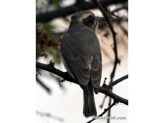 Common Woodshrike (Tephrodornis pondicerianus)